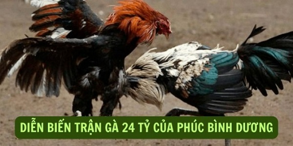 Tường thuật chi tiết diễn biến trận đá gà 24 tỷ