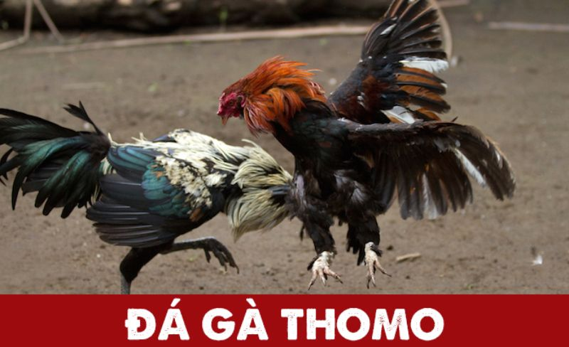 Đá gà Thomo hôm nay tại SV66 là gì?